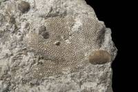 Bryozoaires fossiles - détail d'une colonie (Fenestella sp, Dévonien moyen, Prüm, Allemagne) 